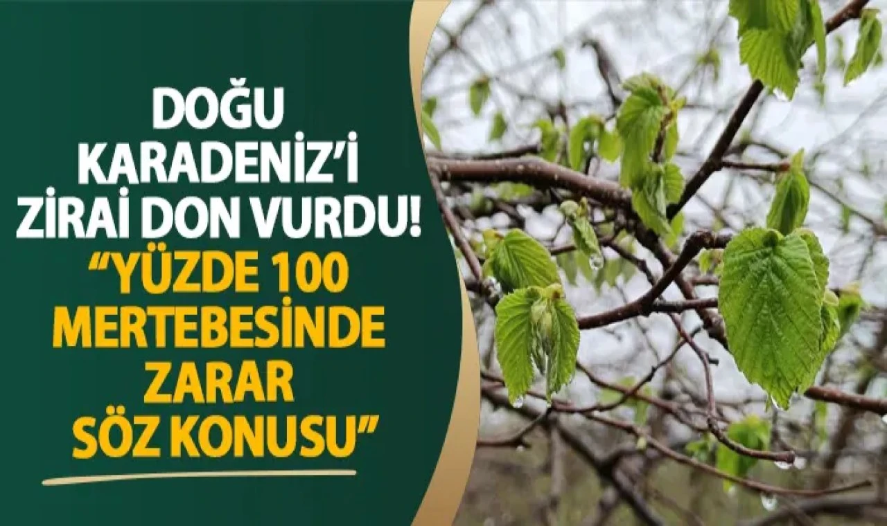 Doğu Karadeniz'de don: Yüzde 100 zarar