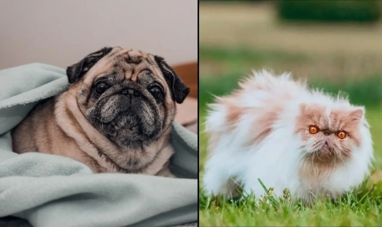 Kediler ve köpekler neden birbirlerine benziyor?