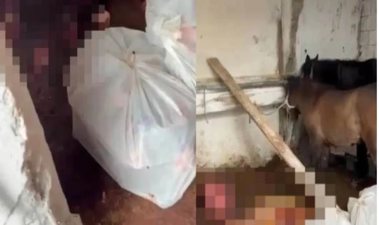 Rezalet! Ataşehir'de atları kesip kesip etleri piyasaya sürmüşler