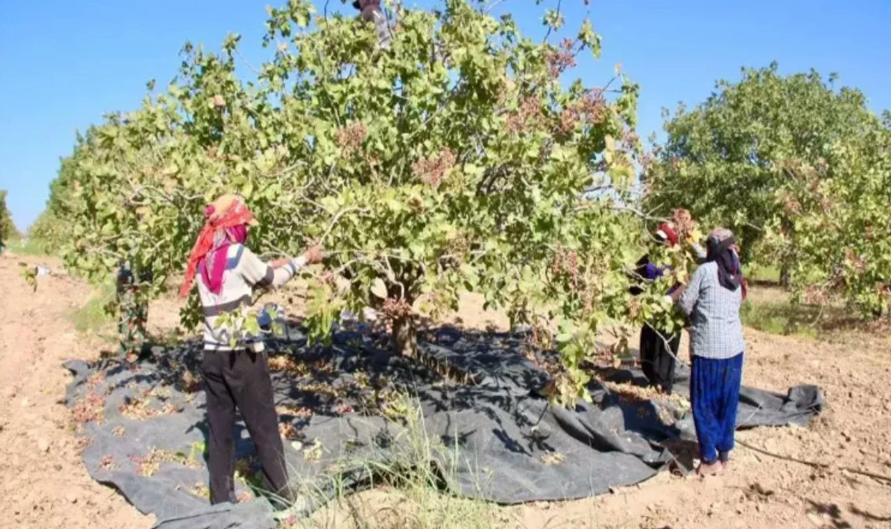 Hidayet Baysal: TİGEM’deki Fıstık İhalesi İddiaları Derhal Aydınlatılmalıdır