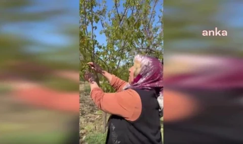 Malatya’da don felaketi kayısıyı vurdu. Valilik açıklama yaptı