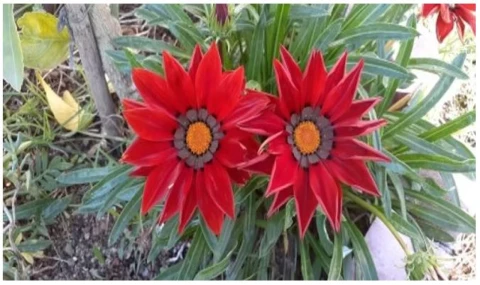 Alâettin Bahçekapılı yazdı: Bugün Öğretmenler Günü...