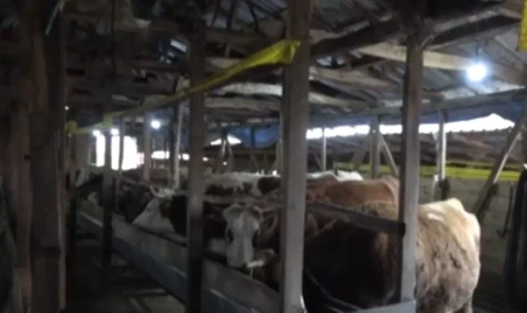 Şap Şile'ye kadar geldi: 3 mahalle karantinaya, 11 mahalle gözetime alındı