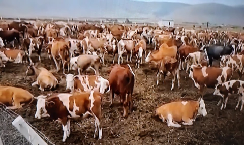 Şap yayılıyor, 12 hayvan borsası kapatıldı